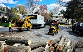 Best Tree and Shrub Care  in Saddle River, NJ