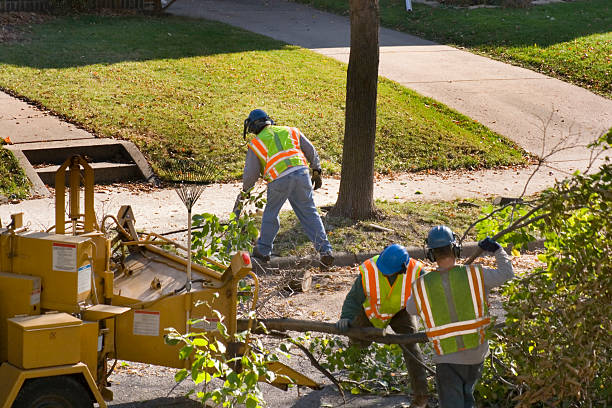 Best Arborist Consultation Services  in Saddle River, NJ