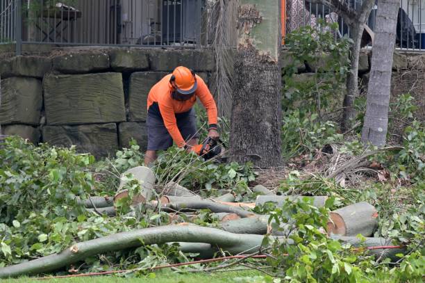 Best Emergency Tree Removal  in Saddle River, NJ