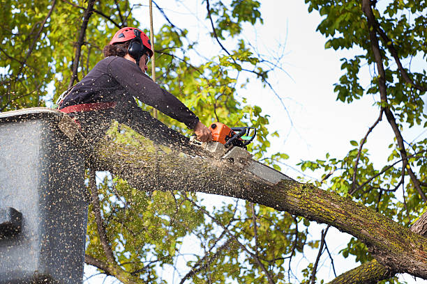 Reliable Saddle River, NJ Tree Removal Solutions